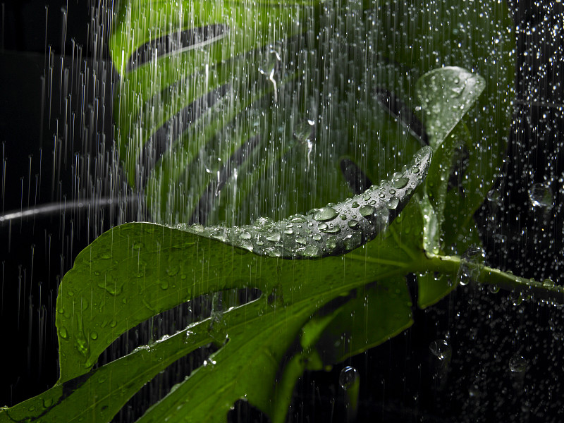 雨中的绿叶图片素材