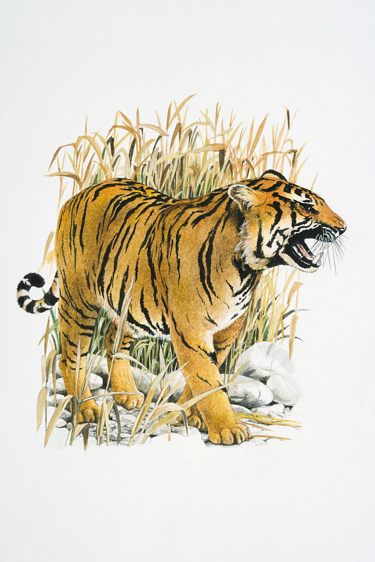 芦苇中的咆哮虎(Panthera tigris)图片素材
