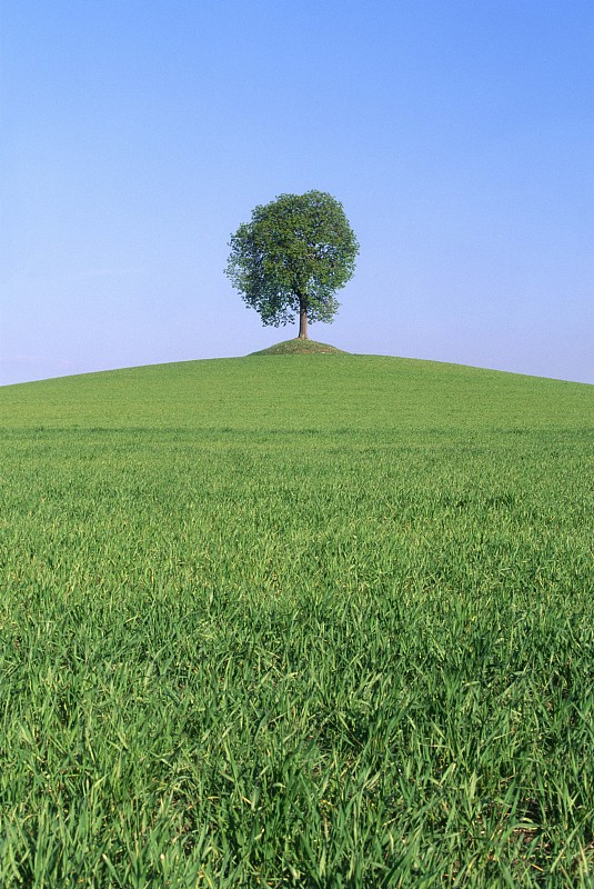 田野里的栗树，里马涅，法国图片素材