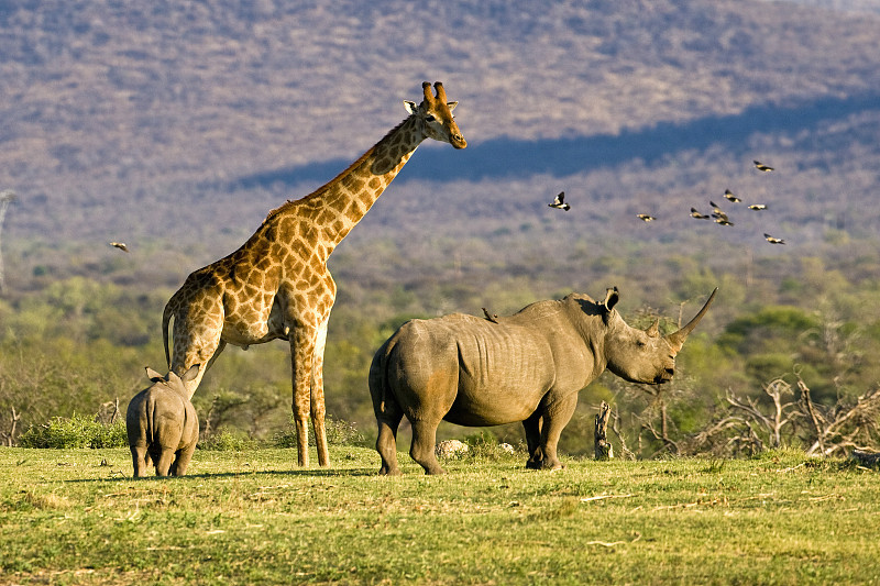 Madikwe NP。长颈鹿和白犀牛图片下载