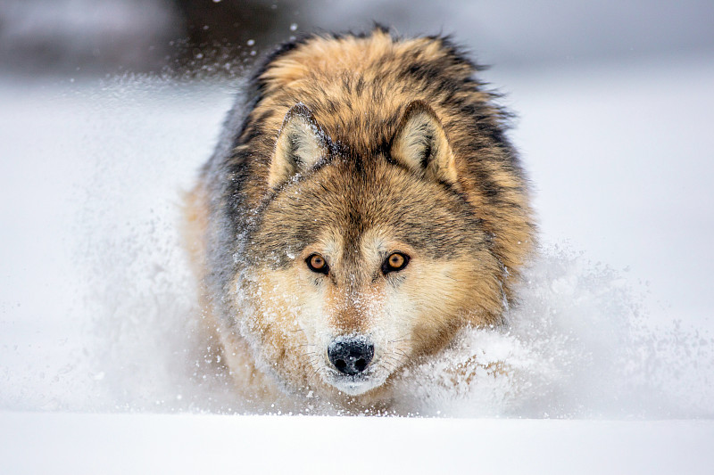大灰狼的完整镜头，在雪地里奔跑，看着什么图片下载