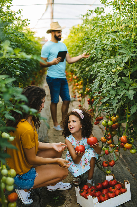 年轻的家庭在温室收获西红柿图片下载