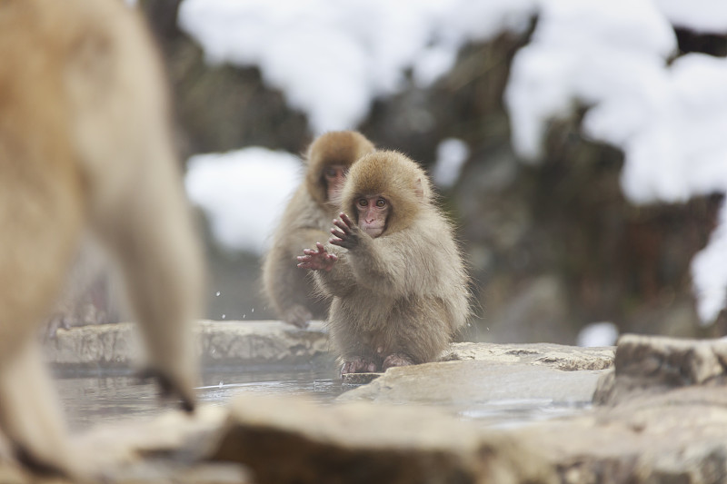小猴子们不能洗澡，因为温泉太热了。图片下载