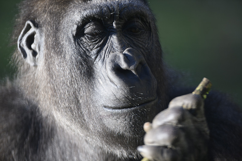 雌性大猩猩(大猩猩大猩猩)特写肖像。图片下载