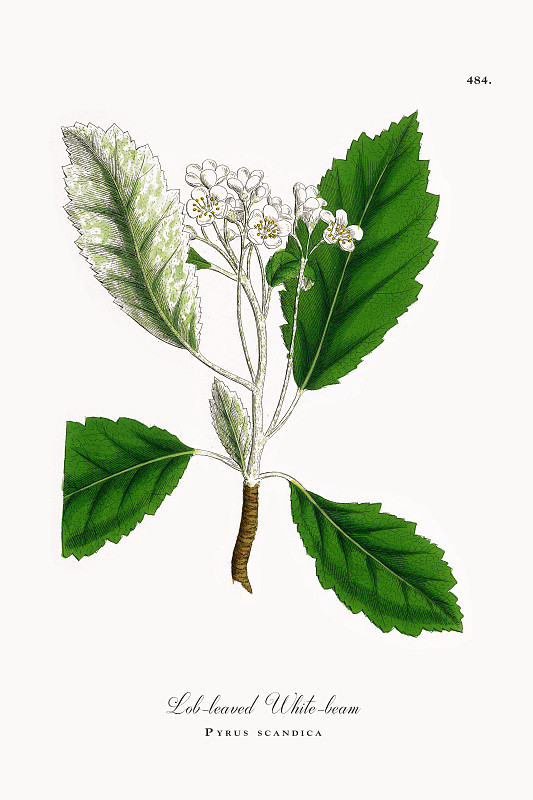 浅叶白光，梨，维多利亚植物学插图，1863年图片下载