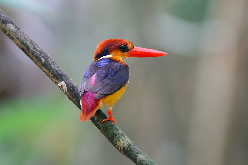 东方侏儒翠鸟，泰国美丽的鸟类图片素材