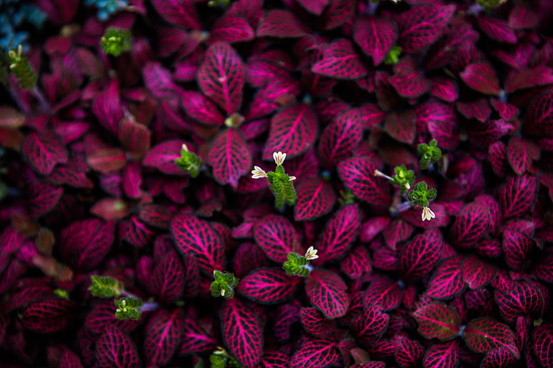 全帧拍摄的紫色开花植物图片素材