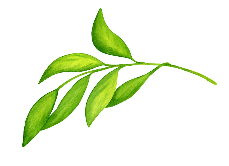 水彩树枝与绿色柑橘叶。手绘植物插图孤立在白色背景卡片，邀请，包装，设计和装饰。图片下载
