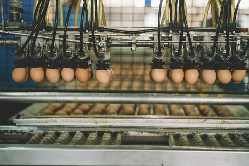 蛋厂对鲜蛋的选择工艺和分级生产线图片下载