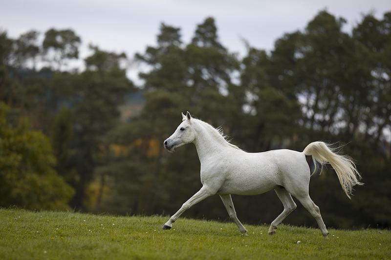 在秋天的草地上小跑的纯种阿拉伯灰色种马;德国黑森州图片下载