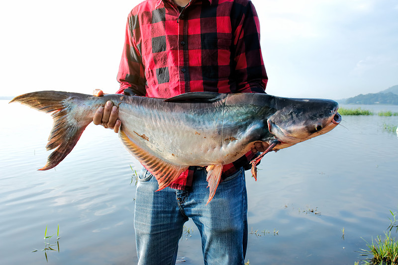 渔夫拿着一条大条纹鲶鱼图片素材