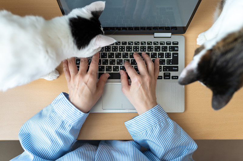 俯视亚洲妇女与猫使用电脑图片素材