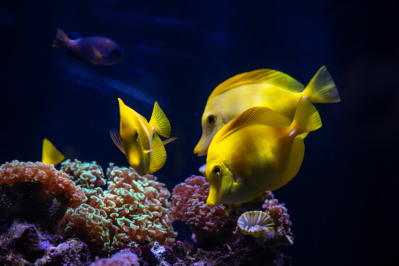 水族馆海黄天使鱼海葵宠物野生生活爱好图片下载