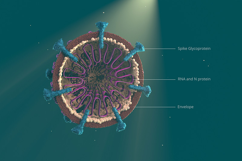 Covid-19细胞结构。3D模型减半显示内部结构部分。冠状病毒现实的设计图片素材