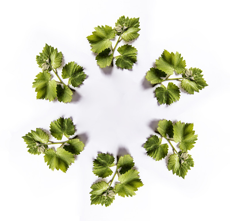 完整的画面，葡萄藤的特写，绿色的叶子在白色的背景上形成一个圆圈。图片素材