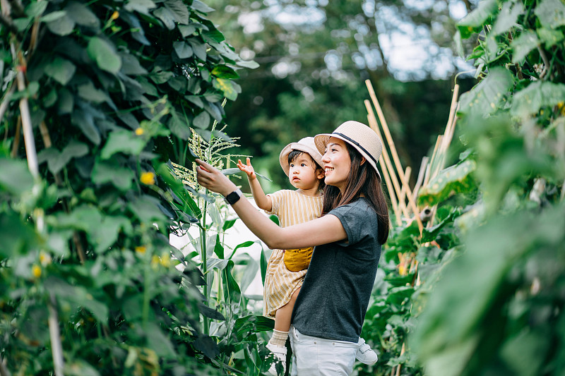 快乐的年轻亚洲家庭在有机农场体验农业。母亲教小女儿学会尊重自然母亲图片下载