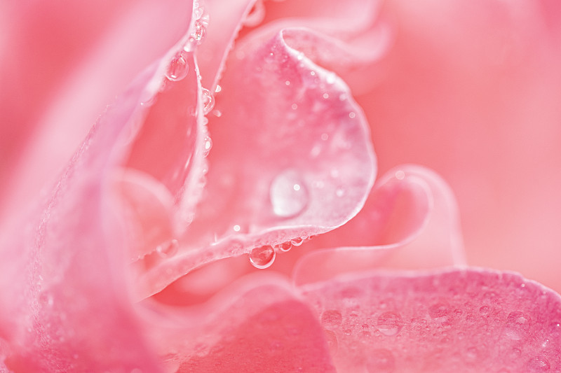 水珠柔和地聚焦在粉红玫瑰上图片下载