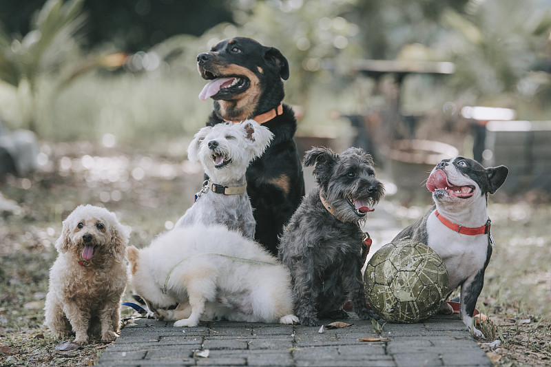 狗品种罗威纳犬，法国斗牛犬，玩具贵宾犬，苏格兰梗，博美犬户外阳光下图片下载