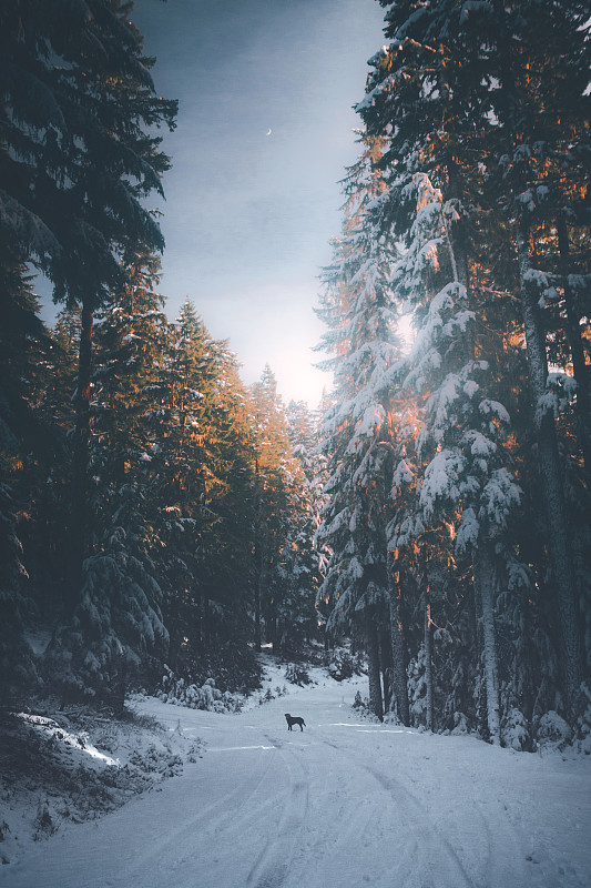 树在雪覆盖的景观与狗在道路中心对天空图片下载