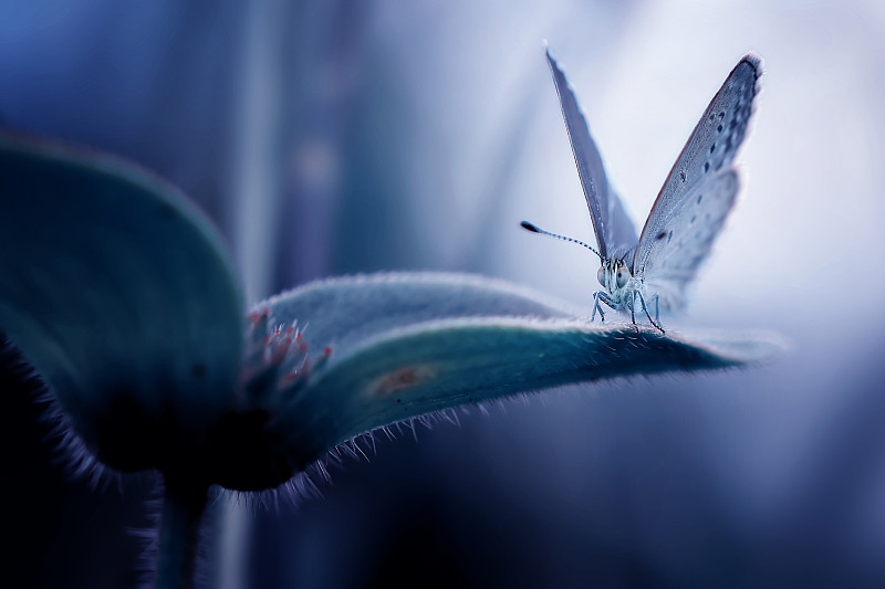 沼泽铜蝴蝶的特写图片素材