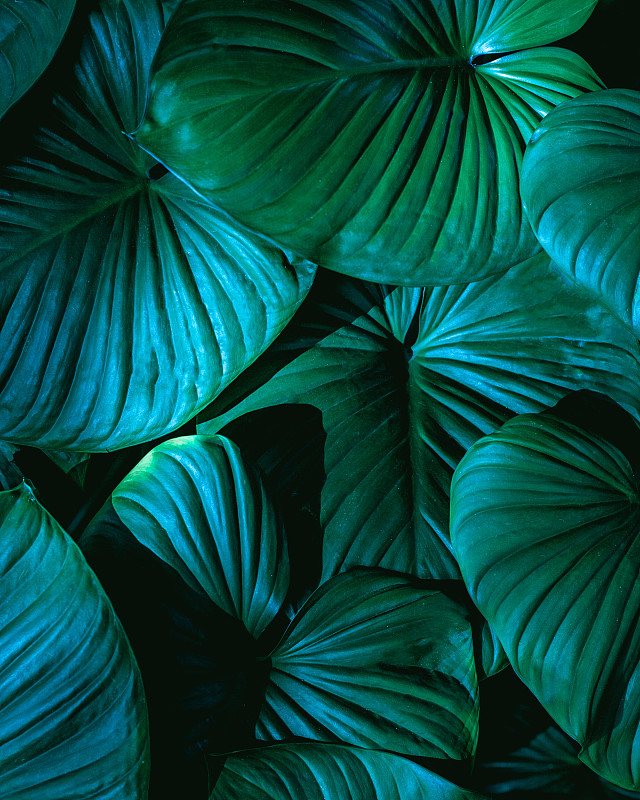 特写热带树叶背景的自然视图，深绿色壁纸概念。图片素材