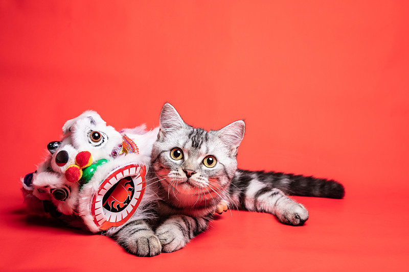 美国短毛猫扮作舞狮庆祝中国新年图片素材