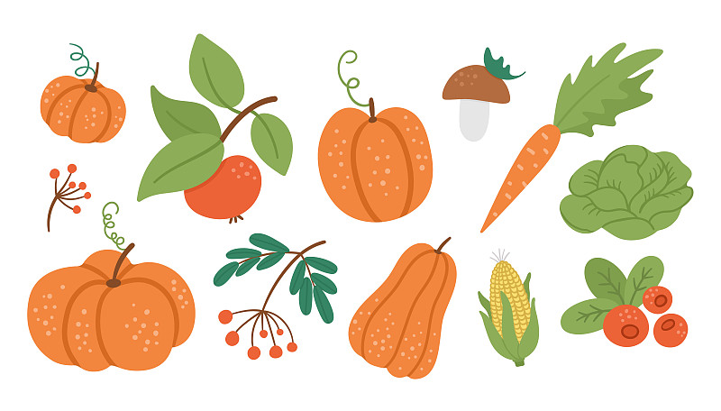 矢量集可爱的秋天蔬菜，水果和浆果。用南瓜、胡萝卜、苹果、卷心菜、玉米、蔓越莓、蘑菇组合成的平面风格。有趣的秋收插图孤立的白色背景图片下载