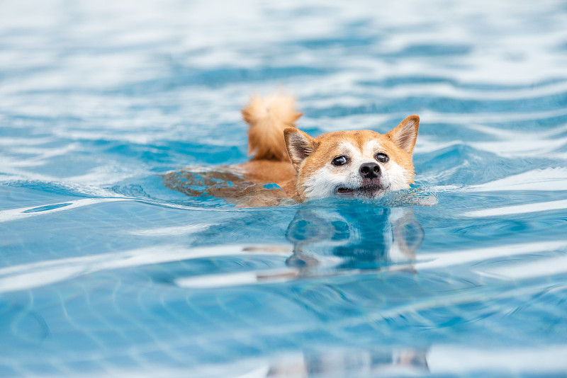宠物狗柴犬会游泳图片下载