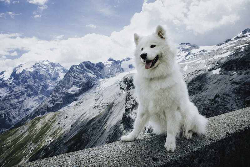 samoyed dog on top of mountain in Stelvio pass图片素材