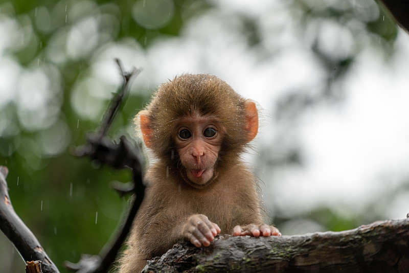 日本京都岚山的猕猴。图片下载