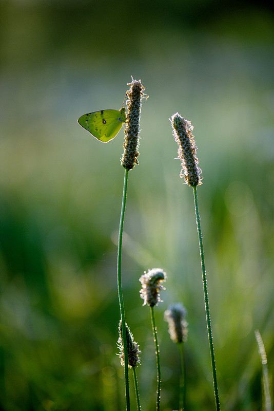 清晨，一只黄色的蝴蝶在一片草叶上等待着第一缕阳光图片下载