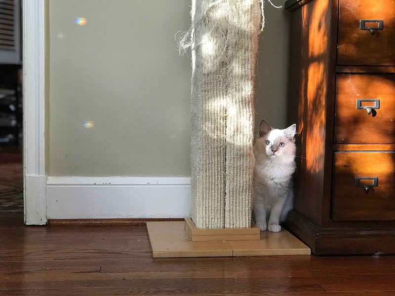 布娃娃猫躲在一个抓柱旁图片下载