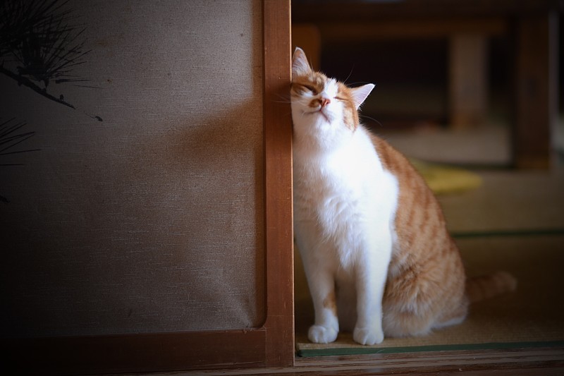 猫坐在家里的门口图片素材