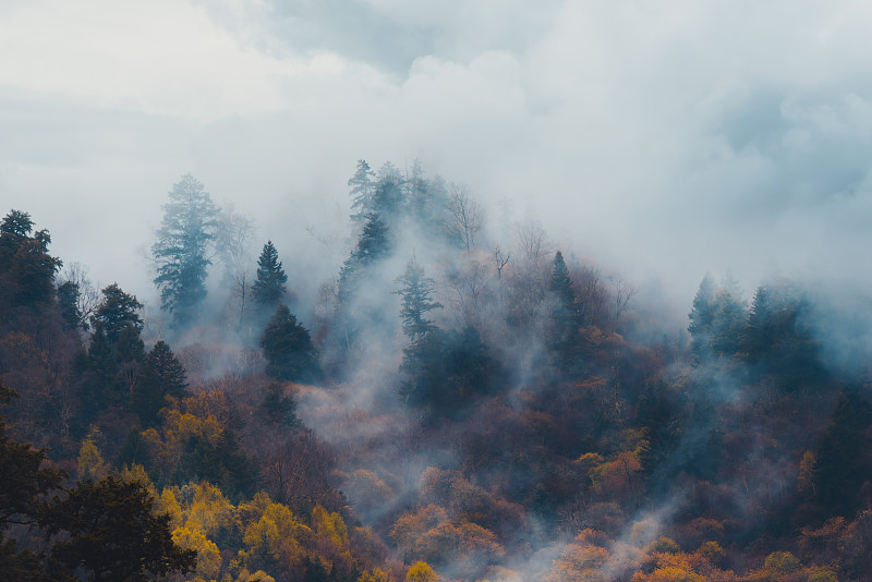 秋天的树木在雾蒙蒙的森林里图片下载
