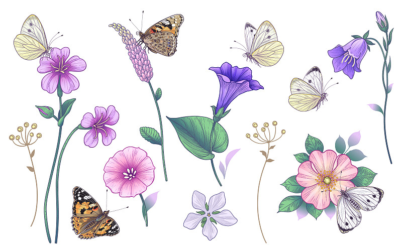 手绘粉色和紫色的野花和蝴蝶图片素材