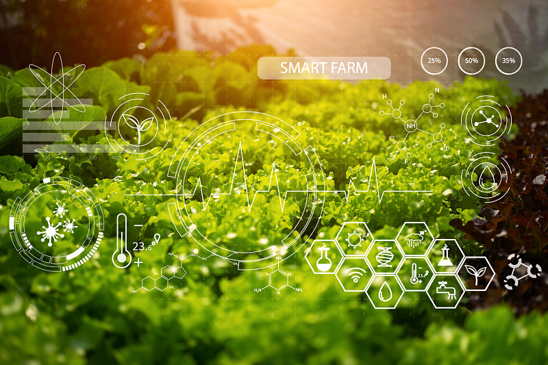 智能农业的概念。使用尖端技术种植作物，管理无毒蔬菜的生产。图片素材