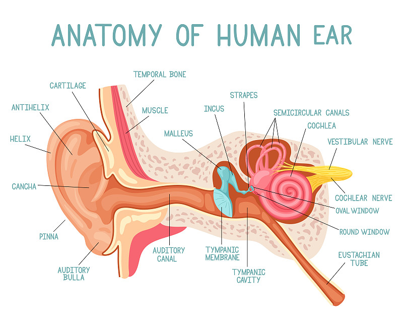 卡通耳解剖。人体声音感觉器官医学信息图，耳朵内部结构矢量图。耳朵信息图表解剖学下载