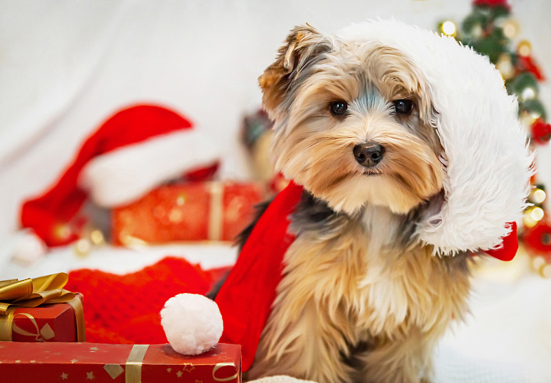 圣诞节戴圣诞帽的约克郡小猎犬。图片下载