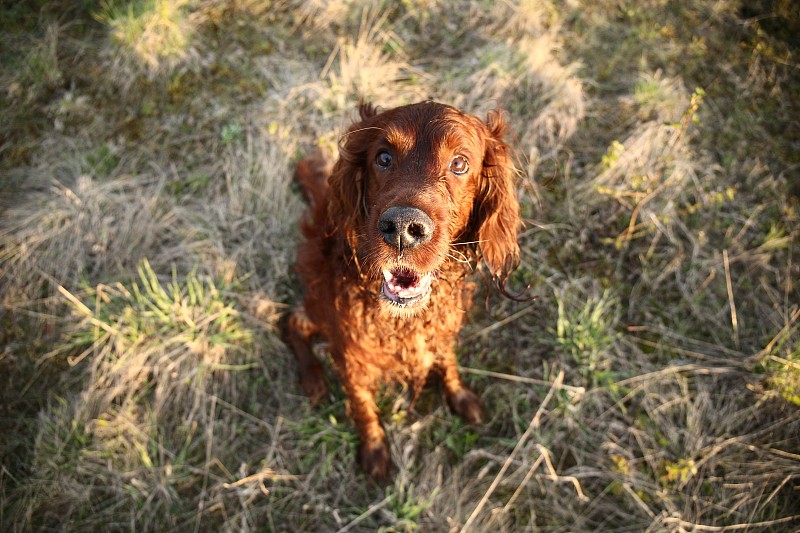 草地上的狗的肖像摄影图片