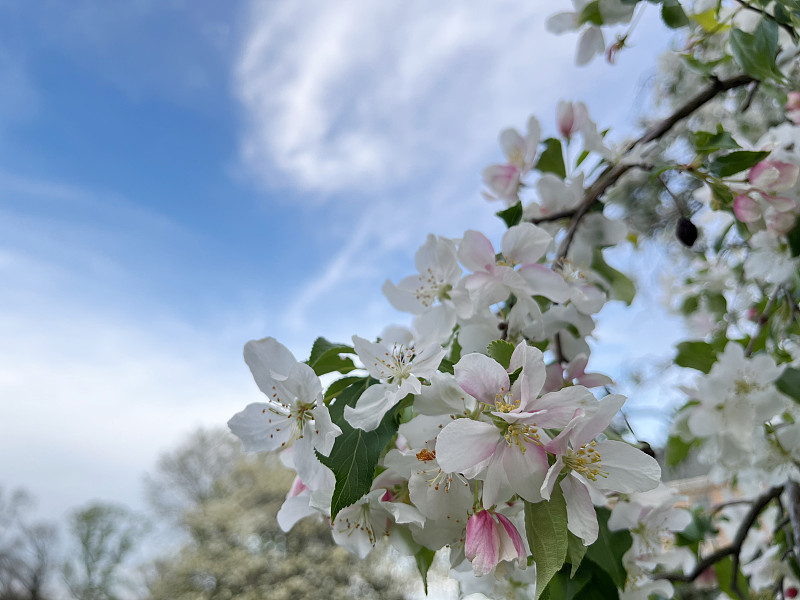 Applecblossoms在春天摄影图片