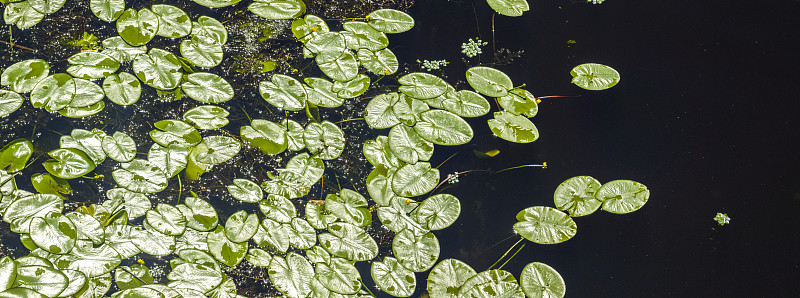 睡莲自然背景，池塘环境。全景拍摄摄影图片