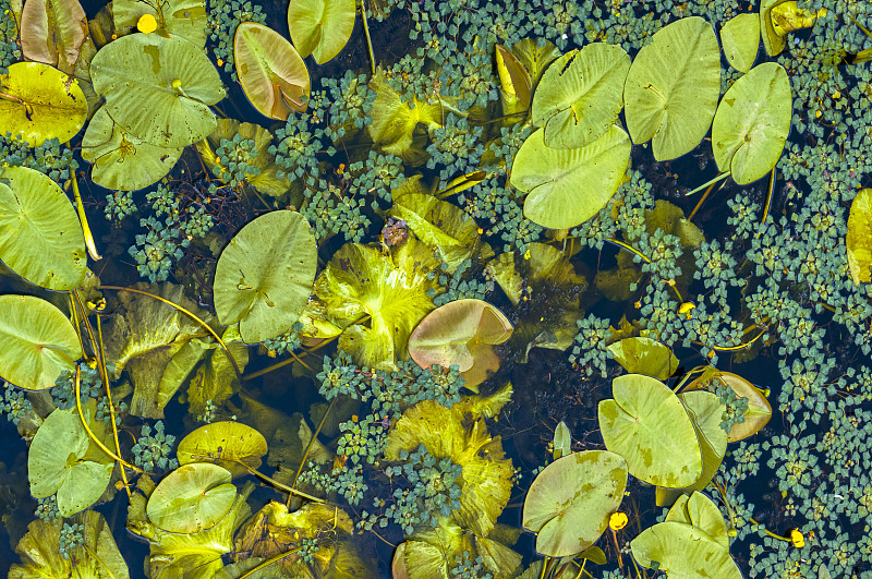 睡莲自然背景，池塘环境。全框视图丰富的绿色摄影图片