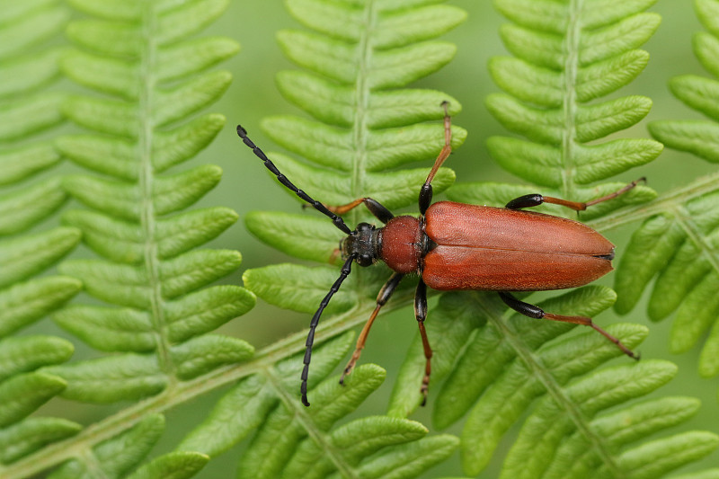 一只红棕色的长角甲虫，在林地的蕨类植物上休息。摄影图片