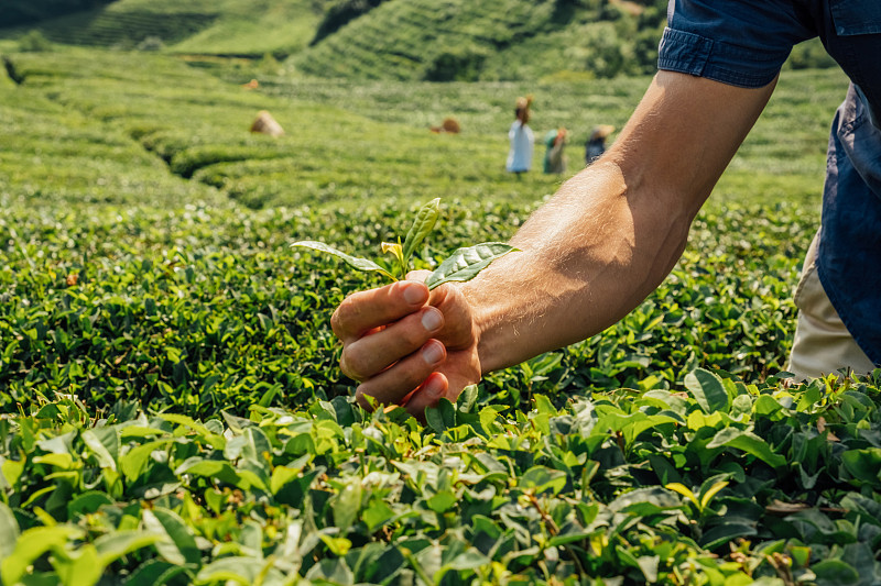 茶园的工作人员捧着茶芽，背景是茶园田地。图片下载
