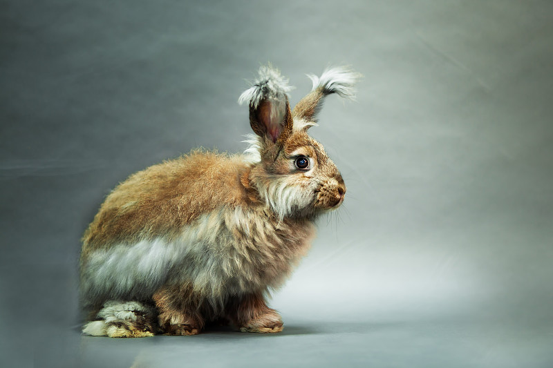 兔子自然色，安哥拉品种，底色为灰色。图片下载