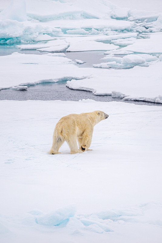 日光下北极熊在极地冰帽上的垂直镜头图片下载
