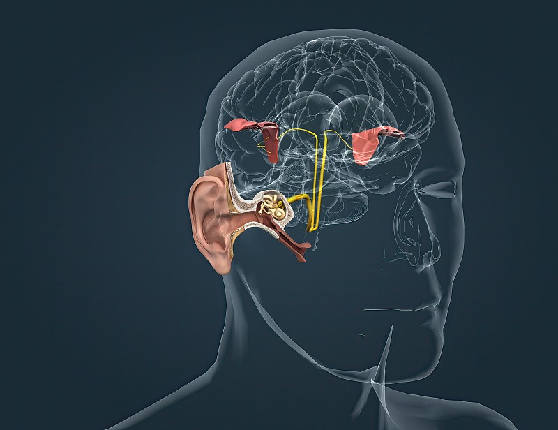 声音通过耳朵，通过听觉神经将信号传递到脑干。图片下载