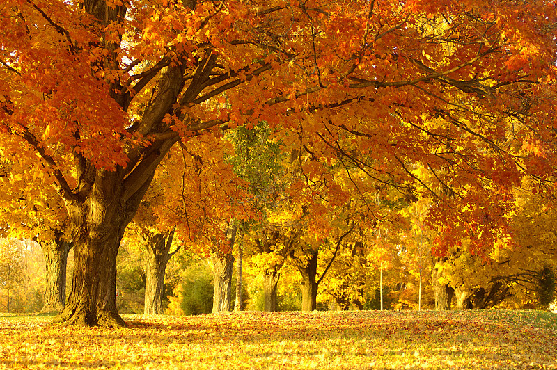 秋天公园里的树图片下载