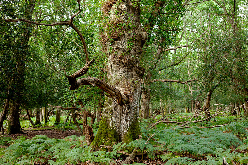 蕨类新森林林地中的古橡树图片下载