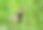 一只白喉翠鸟的特写。摄影图片